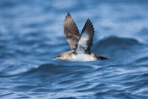 Black-vented Shearwater Puffinus opisthomelas San Diego, California, United States 14 September Adult Procellariidae