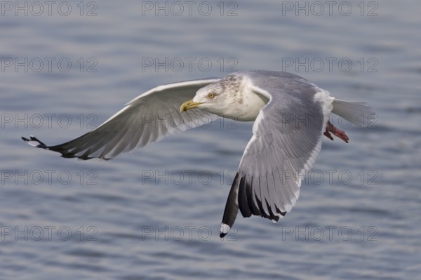 Herring Gull (American)