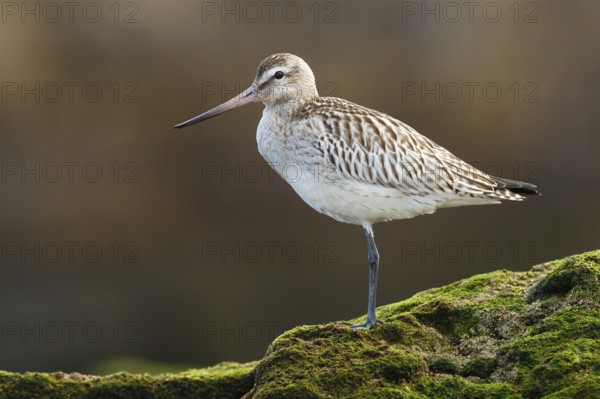 Bar-tailed Godwit (Limosa lapponica) juvenile, Asturias, Spain