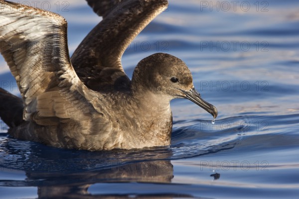 Sooty Shearwater (Ardenna grisea), Eilat, Israel