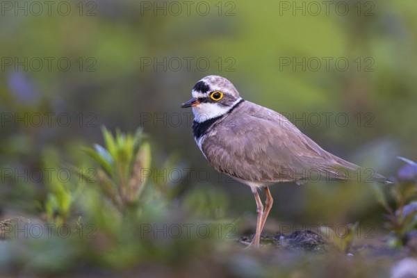 Little Ringed Plover (Charadrius dubius), North Rhine-Westphalia, Germany