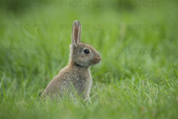 European Rabbit (Oryctolagus cuniculus) juvenile in meadow, Lower Saxony, Germany