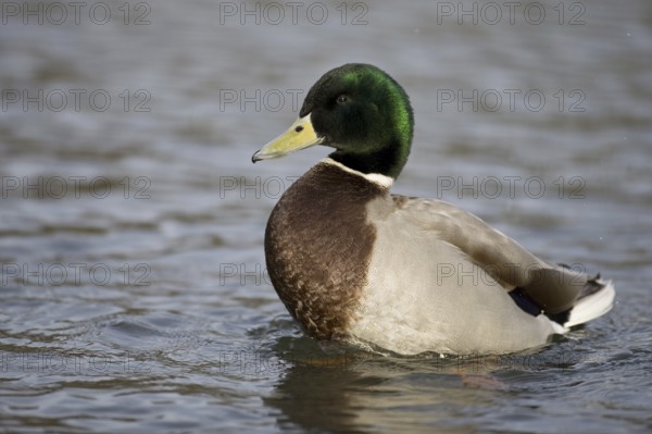 Mallard (Anas platyrhynchos) male, Lower Saxony, Germany