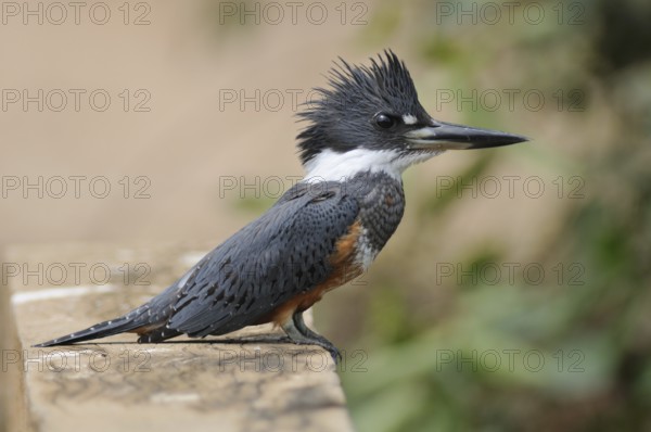 Ringed Kingfisher (Megaceryle torquata), Pantanal, Brazil