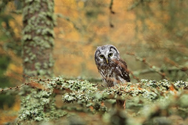 Owl hidden in the orange leaves. Bird with big yellow eyes. Autumn bird. Boreal owl in the orange leave autumn forest in central Europe. Detail portrait of bird in the nature habitat, Germany