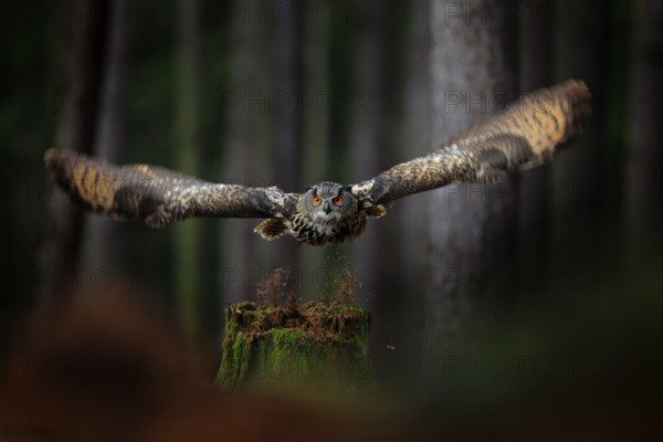 Dark forest with bird. Owl in forest habitat, tree stump. Flying Eurasian Eagle Owl with open wings in forest habitat, Germany. Owl start flight with open wing, action wildlife scene nature