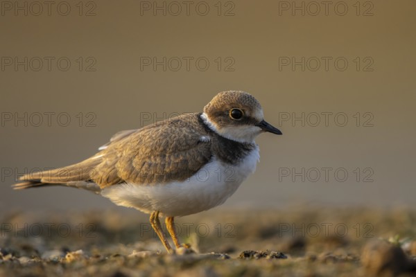 Little Ringed Plover (Charadrius dubius) juvenile, North Rhine-Westphalia, Germany