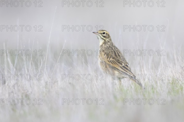 Australian Pipit (Anthus australis), Victoria, Australia