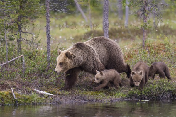 Eurasian Brown Bear (Ursus arctos) mother with cubs, Finland