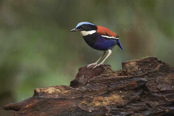 Blue-headed Pitta (Hydrornis baudii) male, Sabah, Malaysia