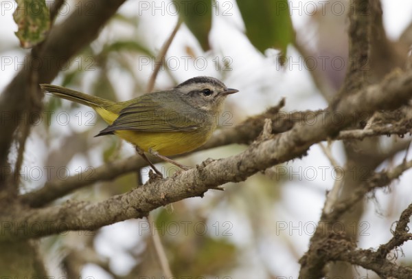 Three-banded Warbler (Basileuterus trifasciatus) perched on a branch, Lambayeque, Peru