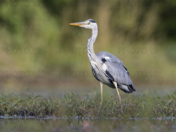 Grey Heron (Ardea cinerea), Mecklenburg-Western Pomerania, Germany
