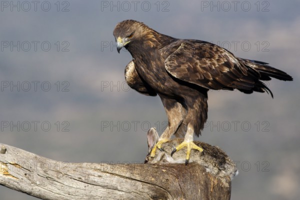 Golden Eagle (Aquila chrysaetos) male eating a rabbit, Castile and Leon, Spain