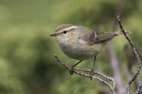 Humes Leaf Warbler - Tienschan-Laubsänger - Phyllsocopus humei ssp. humei, Kyrgyzstan