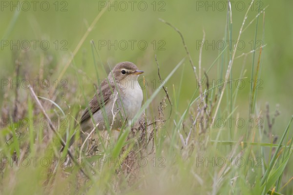 Booted Warbler - Buschspötter - Iduna caligata, Kazakhstan