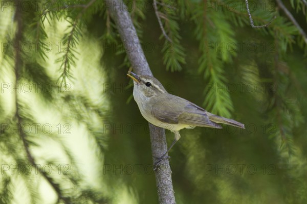 Greenish Warbler (Phylloscopus trochiloides), Baden-Wuerttemberg, Germany