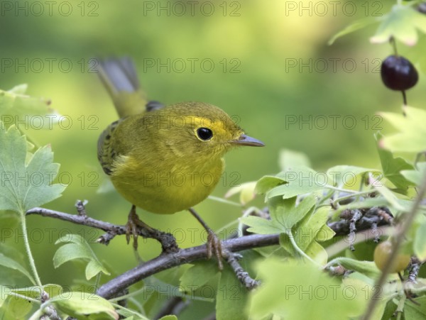 A female Wilson's Warbler, Wilsonia pusilla, perched on a blackcurrant bush in Saskatoon, Saskatchewan, Canada