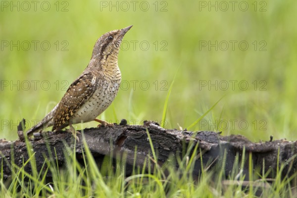 Eurasian Wryneck (Jynx torquilla), Saxony-Anhalt, Germany