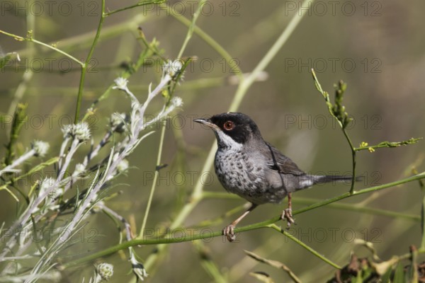 Cyprus Warbler (Sylvia melanothorax) male, Cyprus