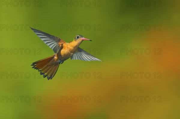 Cinnamon Hummingbird Amazilia rutila rutila Puerto Vallarta, Jalisco, Mexico 14 June Adult in flight. Trochilidae