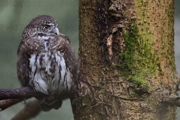 Eurasian Pygmy Owl (Glaucidium passerinum) captive, perched on a branch, Bavaria, Germany