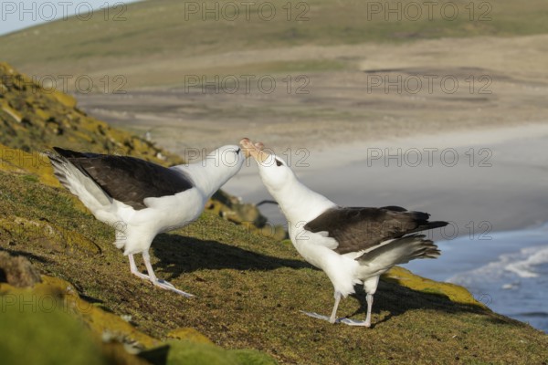 Black-browed Albatross (Thalassarche melanophris) pair at a nesting colony, Falkland Islands
