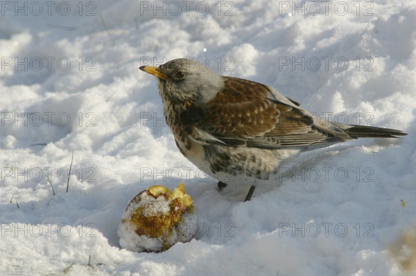 Fieldfare (Turdus pilaris) feeding on an apple in snow, Mecklenburg-Western Pomerania, Germany
