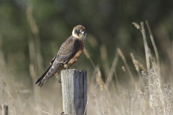 Australian Hobby (Falco longipennis) juvenile perched on a pale, Victoria, Australia