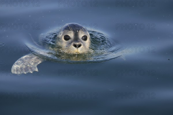 Europäischer Seehund (Phoca vitulina) schwimmt an Wasseroberfläche, Nordsee, offshore, Deutschland