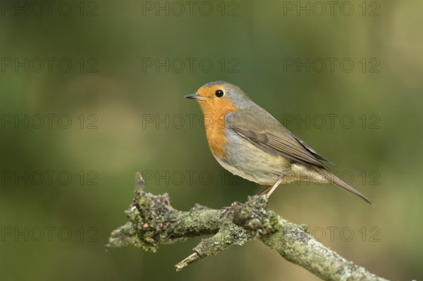 Roodborst zittend op tak in de zon, robin sitting on pearch in the sun