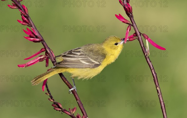 Orchard Oriole (Icterus spurius) perched on a branch, Texas, USA