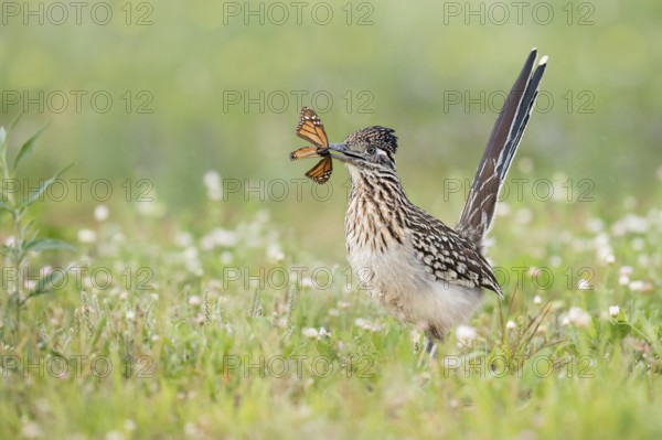 Greater Roadrunner (Geococcyx californianus) with moth prey in its beak, Texas, USA