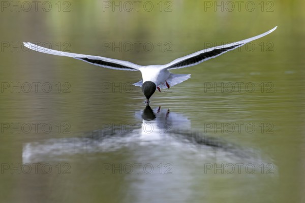 Hunting little gull (Hydrocoloeus minutus, Larus minutus) adult in summer plumage in flight picking insect from water surface of pond in spring