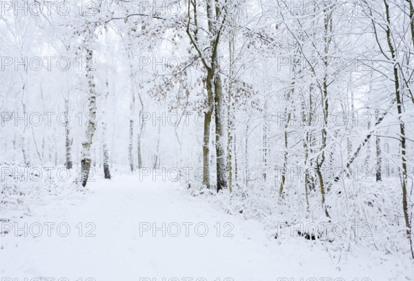 Path through a snow-covered deciduous forest, North Rhine-Westphalia, Germany