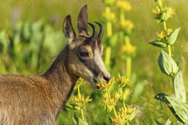 Chamois on a green meadow, looking curiously at the yellow flowers. Natural environment with vivid colours, chamois, chamois, (Rupicapra rupicaprae), fawn, wildlife, Vosges, France
