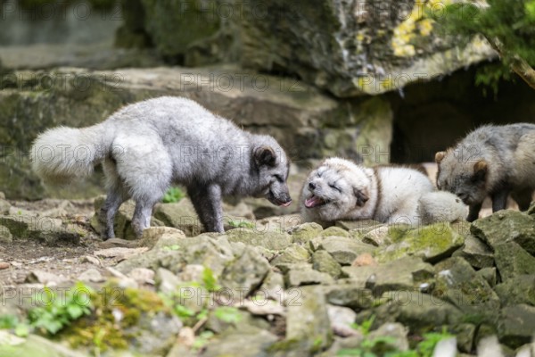 Arctic fox (Vulpes lagopus), captive, Bavaria, Germany