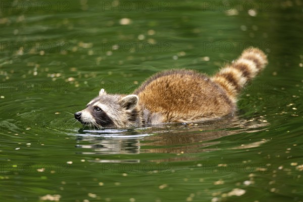 Common raccoon (Procyon lotor) swimming in a little lake, Bavaria, Germany