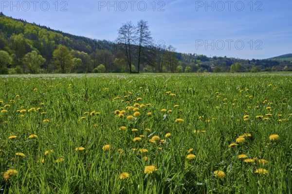 Meadow with yellow dandelions under a blue sky, surrounded by wooded hills, spring, Burgsinn, Sinntal, Spessart, Bavaria, Germany