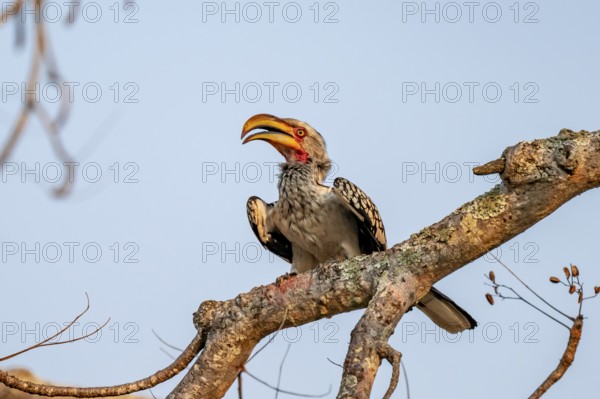Red-ringed Hornbill (Tockus leucomelas) sitting on a branch against a blue sky, in the evening light, Kruger National Park, South Africa