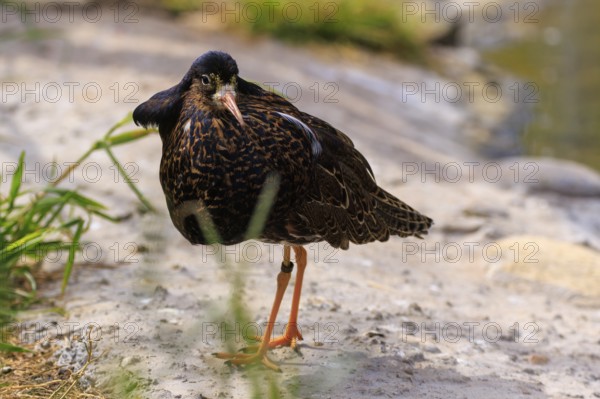 Bird standing on an earthy surface close to the water, ruff (Calidris pugnax, Syn.: Philomachus pugnax), courtship display, France
