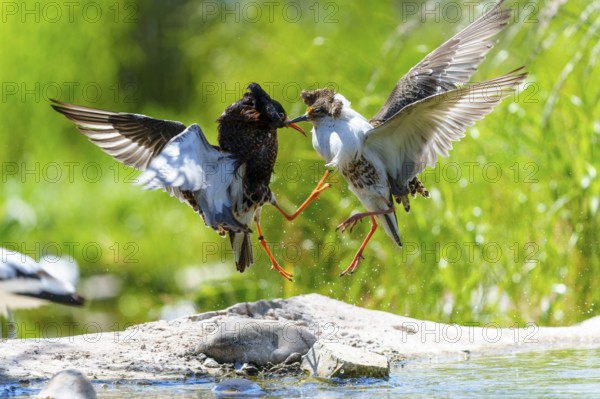 Two birds fighting in the air, their wings spread in a dynamic scene, ruff (Calidris pugnax, syn.: Philomachus pugnax), courtship display, France