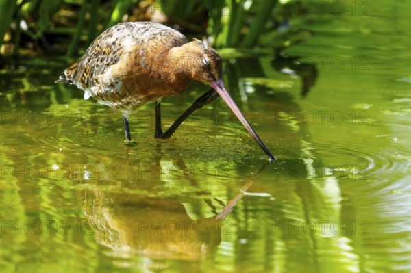 Lapwing in shallow water, looking for food, reflection on the water surface, black-tailed godwit (Limosa limosa), France