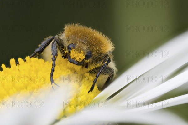 A Bee beetle (Trichius gallicus) on the yellow centre of a daisy flower, covered with pollen, Hesse, Germany