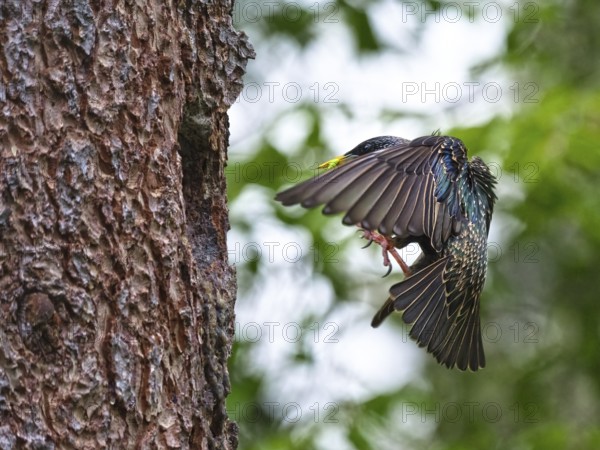 Starling approaching nesting box with food in its beak