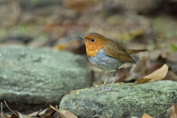 Japanese Robin (Larvivora akahige) female perched on a stone on the ground, Miyakejima, Japan