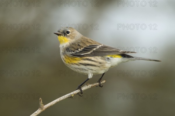 Audubon's Yellow-rumped Warbler (Setophaga coronata) Sacramento County California