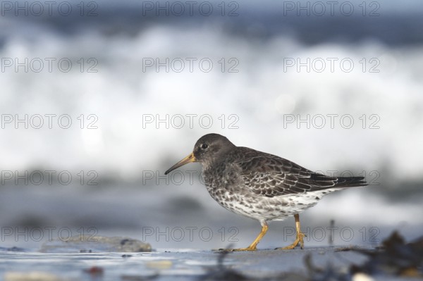 Purple Sandpiper (Calidris maritima), Schleswig-Holstein, Germany