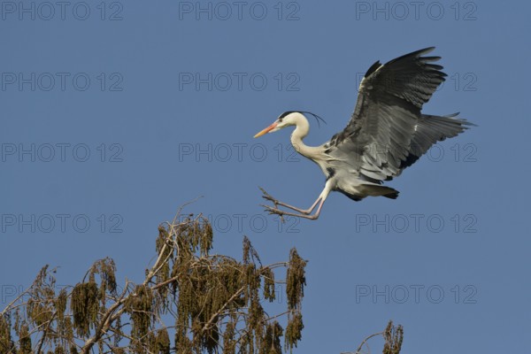 Grey Heron (Ardea cinerea) flying, Baden-Wuerttemberg, Germany