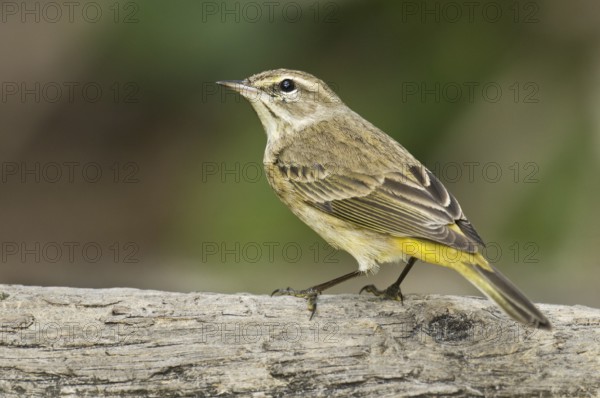 Alm Warbler (Setophaga palmarum hypochrysea), Florida, USA