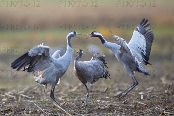 Common Crane (Grus grus), Mecklenburg-Western Pomerania, Germany